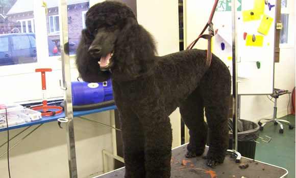 dapper dogs - dog grooming prices